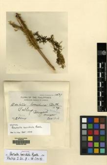 Type specimen at Edinburgh (E). Fénix, Eugenio: 12807. Barcode: E00049192.