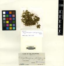 Type specimen at Edinburgh (E). Weber, Charles: 1479. Barcode: E00049194.