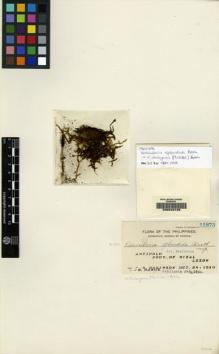 Type specimen at Edinburgh (E). Ramos, Maximo: 11875. Barcode: E00049196.