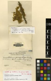 Type specimen at Edinburgh (E). Robinson, Charles: 6885. Barcode: E00049197.