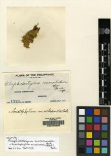 Type specimen at Edinburgh (E). Weber, Charles: 1312. Barcode: E00049200.