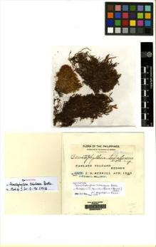 Type specimen at Edinburgh (E). Merrill, Elmer: 6826. Barcode: E00049201.