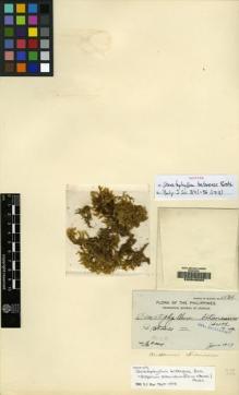 Type specimen at Edinburgh (E). Fénix, Eugenio: 3856. Barcode: E00049203.