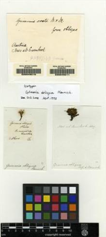 Type specimen at Edinburgh (E). Hornschuch, Christian: . Barcode: E00049211.