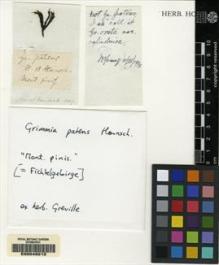 Type specimen at Edinburgh (E). Nees; Esenbeck: . Barcode: E00049212.