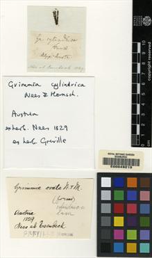Type specimen at Edinburgh (E). Nees; Esenbeck: . Barcode: E00049213.
