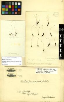 Type specimen at Edinburgh (E). Menzies, Archibald: . Barcode: E00049220.