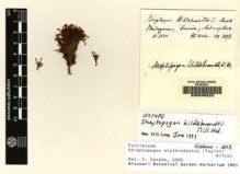 Type specimen at Edinburgh (E). Hildebrandt, Johann: 2098. Barcode: E00049222.
