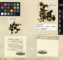Type specimen at Edinburgh (E). Winter, F.: . Barcode: E00049238.