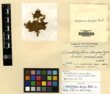 Type specimen at Edinburgh (E). Merrill, Elmer: 7865. Barcode: E00049241.
