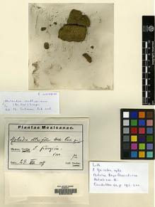 Type specimen at Edinburgh (E). Nicolas, (Léon Marie Joseph) Gustave: . Barcode: E00049242.