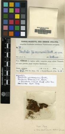 Type specimen at Edinburgh (E). Handel-Mazzetti, Heinrich: 70. Barcode: E00049247.