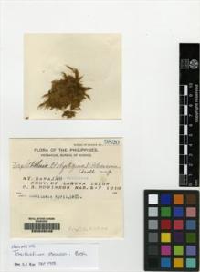 Type specimen at Edinburgh (E). Robinson, Charles: 9820. Barcode: E00049248.