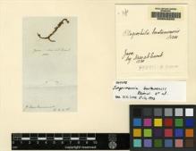Type specimen at Edinburgh (E). Nees von Esenbeck, Christian: . Barcode: E00049252.