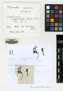 Type specimen at Edinburgh (E). Nees von Esenbeck, Christian: . Barcode: E00049254.