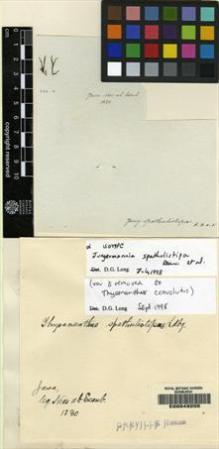 Type specimen at Edinburgh (E). Nees von Esenbeck, Christian: . Barcode: E00049255.