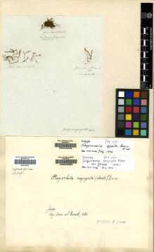 Type specimen at Edinburgh (E). Nees von Esenbeck, Christian: . Barcode: E00049268.