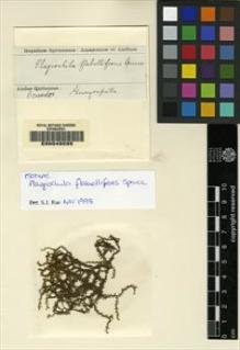 Type specimen at Edinburgh (E). Spruce, Richard: . Barcode: E00049285.