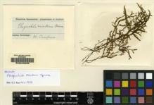 Type specimen at Edinburgh (E). Spruce, Richard: . Barcode: E00049289.