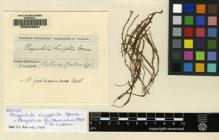 Type specimen at Edinburgh (E). Spruce, Richard: . Barcode: E00049291.