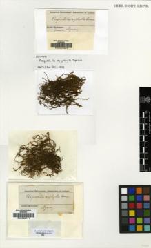 Type specimen at Edinburgh (E). Spruce, Richard: . Barcode: E00049301.