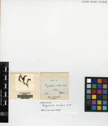 Type specimen at Edinburgh (E). Bisset, James: 119. Barcode: E00049302.