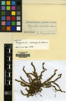 Type specimen at Edinburgh (E). Spruce, Richard: . Barcode: E00049304.