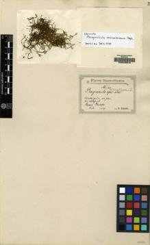 Type specimen at Edinburgh (E). Reinecke, F.: 47. Barcode: E00049310.