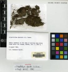 Type specimen at Edinburgh (E). Townsend, Clifford: 89/401. Barcode: E00049314.