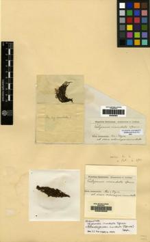 Type specimen at Edinburgh (E). Spruce, Richard: . Barcode: E00049340.