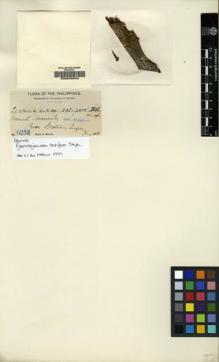 Type specimen at Edinburgh (E). Merrill, Elmer: 6253. Barcode: E00049344.