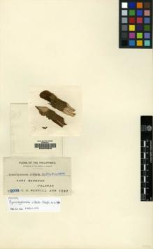 Type specimen at Edinburgh (E). Merrill, Elmer: 9009. Barcode: E00049346.