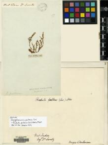 Type specimen at Edinburgh (E). Swartz, Olof: . Barcode: E00049347.