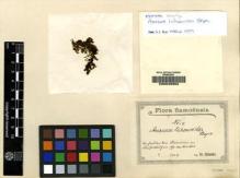 Type specimen at Edinburgh (E). Reinecke, F.: 4. Barcode: E00049352.