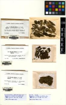 Type specimen at Edinburgh (E). Schiffner, Victor: 1258. Barcode: E00049358.