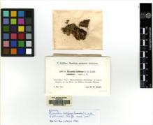 Type specimen at Edinburgh (E). Arnell, Hampus: 1259. Barcode: E00049361.