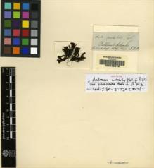 Type specimen at Edinburgh (E). Hooker, Joseph: 183B. Barcode: E00049370.