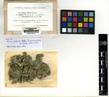 Type specimen at Edinburgh (E). Baumgartner, J.: 1103. Barcode: E00049371.