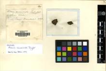 Type specimen at Edinburgh (E). Drummond, James: . Barcode: E00049373.