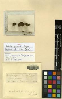 Type specimen at Edinburgh (E). Drummond, James: . Barcode: E00049374.