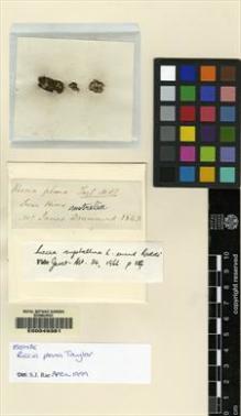Type specimen at Edinburgh (E). Drummond, James: . Barcode: E00049381.