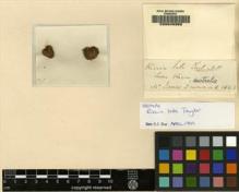 Type specimen at Edinburgh (E). Drummond, James: . Barcode: E00049382.
