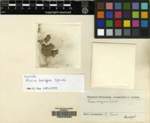 Type specimen at Edinburgh (E). Spruce, Richard: . Barcode: E00049385.