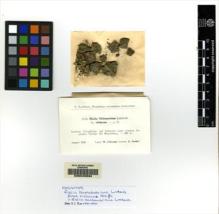 Type specimen at Edinburgh (E). Flössner, W.: 1134. Barcode: E00049394.