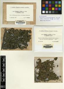 Type specimen at Edinburgh (E). Schiffner, Victor: 1212. Barcode: E00049407.
