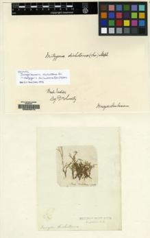 Type specimen at Edinburgh (E). Swartz, Olof: . Barcode: E00049414.