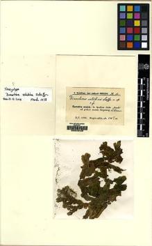 Type specimen at Edinburgh (E). Schiffner, Victor: 32. Barcode: E00049429.