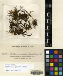 Type specimen at Edinburgh (E). Elmer, Adolph: 9994. Barcode: E00049430.