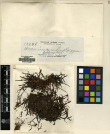 Type specimen at Edinburgh (E). Elmer, Adolph: 13798. Barcode: E00049431.