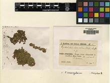 Type specimen at Edinburgh (E). Schiffner, Victor: 5. Barcode: E00049436.